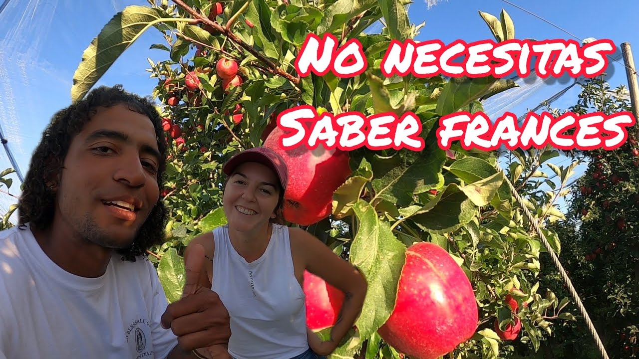 Cómo es TRABAJAR en una finca de Manzanas en FRANCIA?