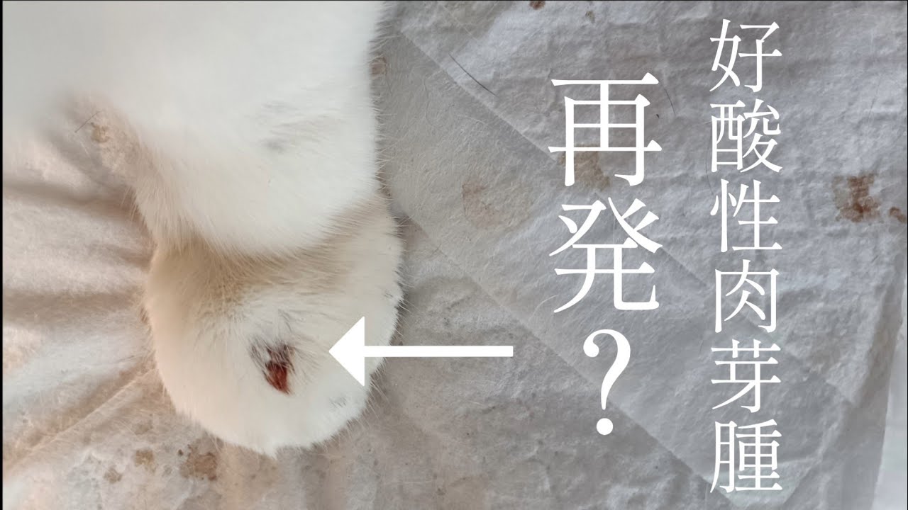 ロビンさん好酸性肉芽腫が再発したかも…
