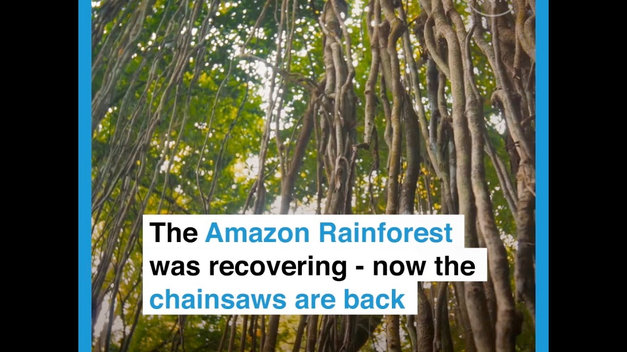 The Amazon Rainforest was recovering   now the chainsaws arer back