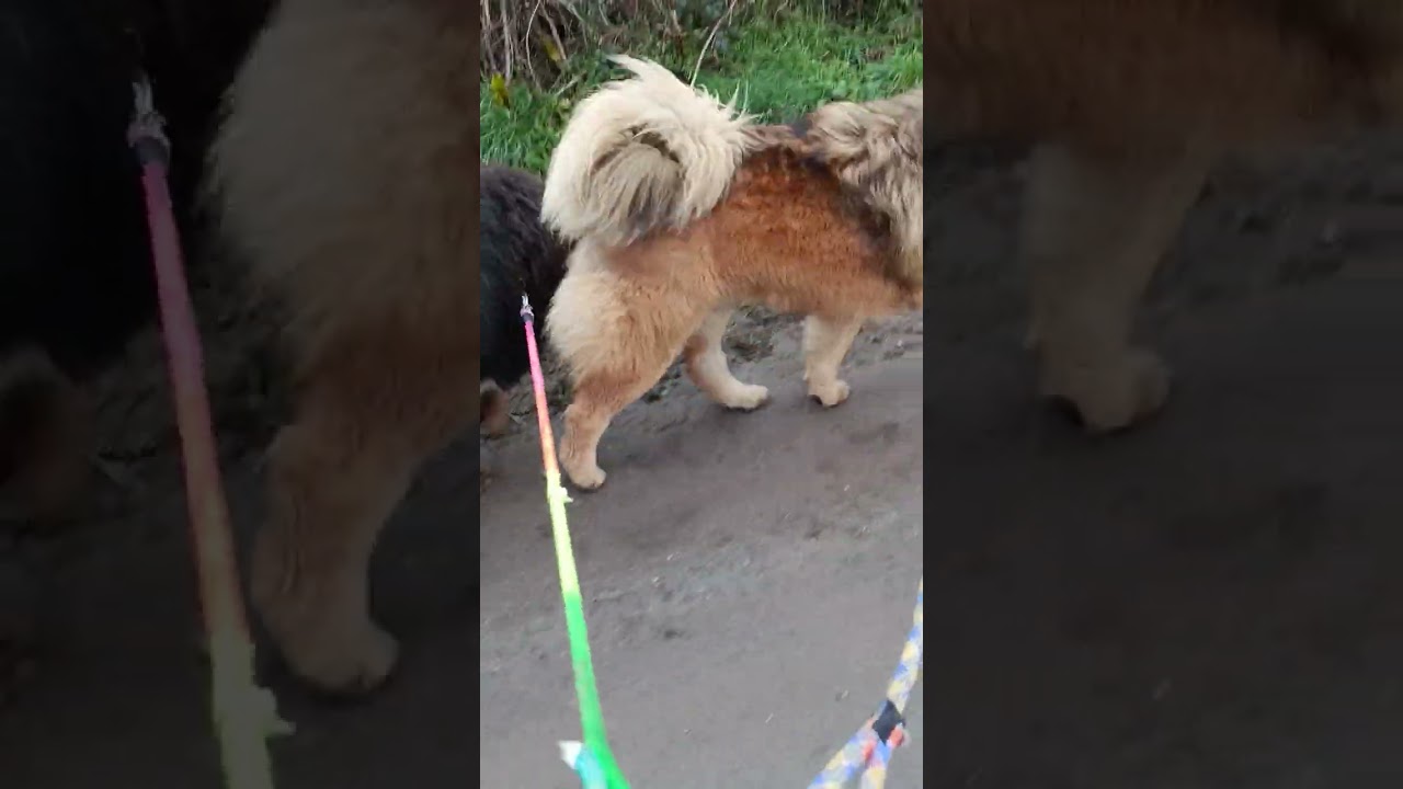 Momo et tintin font leur 1ere sortie entraînement en paire
