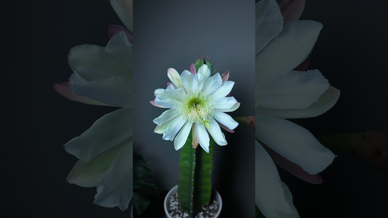 The story of trying to catch the cactus blooming at night #cactusbloom #cactuslovers #plantpeople