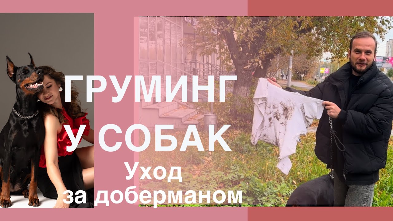 Преображение Дори ШОКИРУЕТ! Что будет если добермана отправить на ГРУМИНГ? #груминг #doberman #Собак