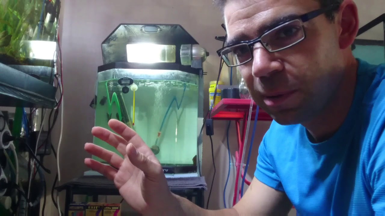 Cuidados del pez disco en fase de raquitismo