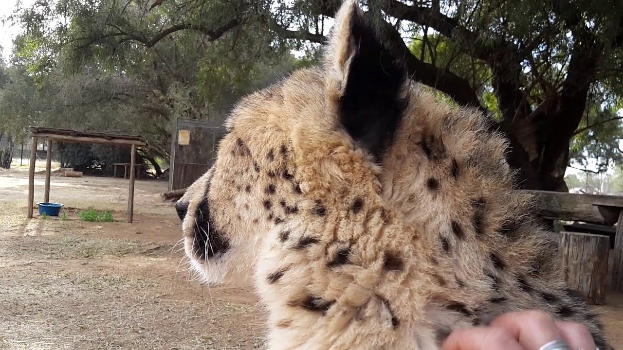 Faithy, our very special Handicapped African Purring Cheetah | Cheetah Experience South Africa
