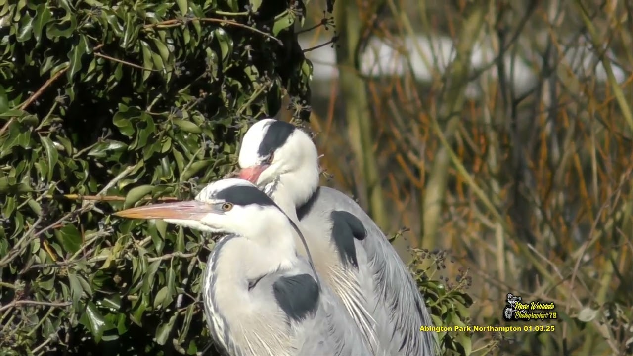Abington Park 01.03.25