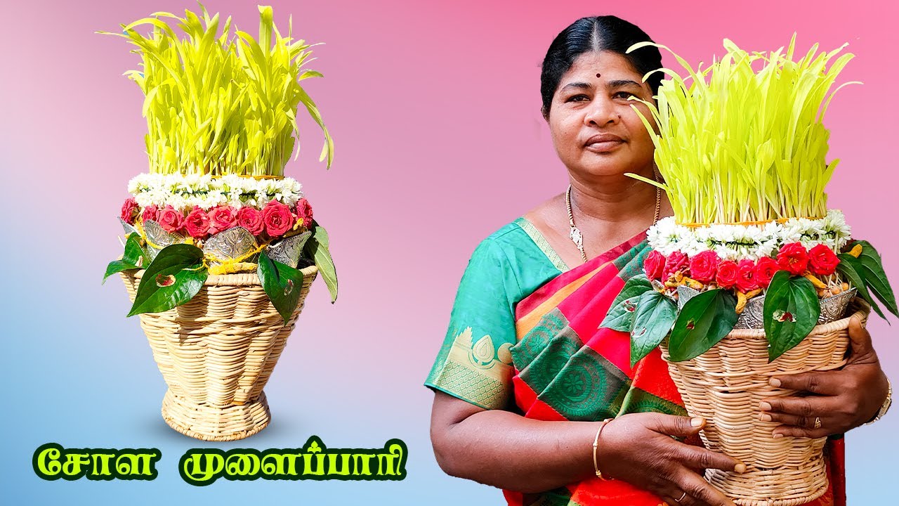 சின்ன விஷயம் செஞ்சா முளைப்பாரி பெருசா வளரும் | How to grow mulaipari at Home ? Mulaipaari in Tamil