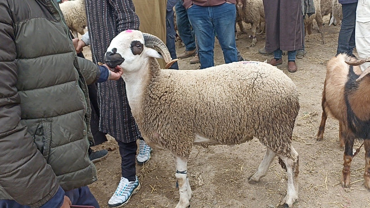 اتمنة الحولي بسوق الاحد تطوان 🐏🐑||30/03/2025||0667128425🔥🇲🇦❤️