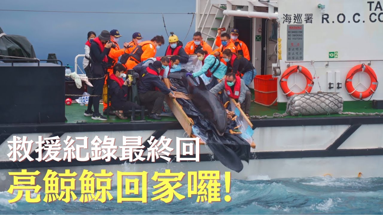 最終回_搶救亮鯨鯨PART 6_台灣保育史上第一次救援野放偽虎鯨任務即將展開！400百志工與金鐘主持人舒夢蘭一起參與世紀吧「不可能的任務」！史上最萌最驚險救援鯨豚全紀錄_大洋的召喚｜舒夢蘭