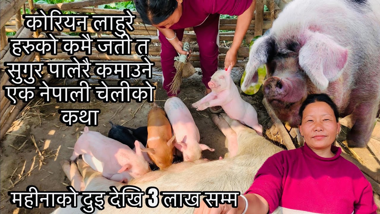 pig farm,bangur farm and agriculture business korean कोरियन लाहुरे हरुको जति त सुगुर पालेरै कमाइन्छ