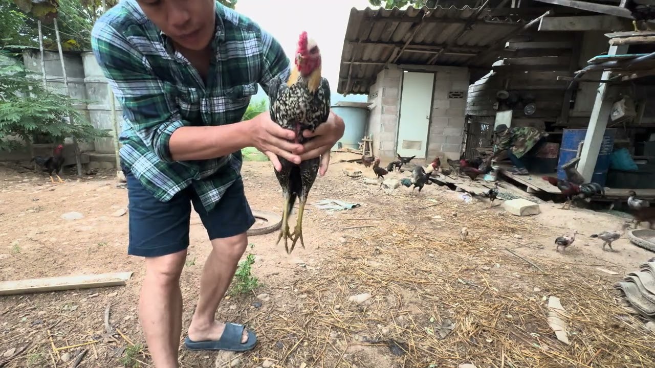 ไปดูไก่ที่สวนตานพ￼ไก่ชนสายพันธุ์ดี พม่าม้าล้อ