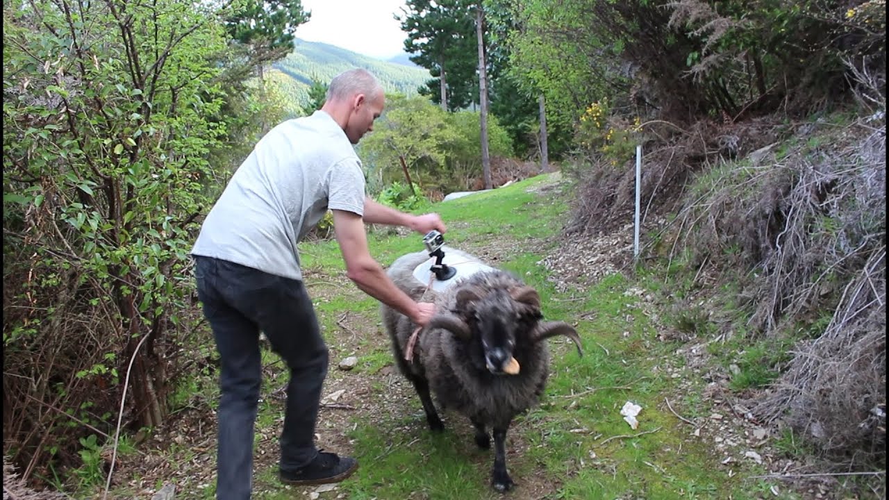 Angry ram bashes subaru - our first attempt at mounting ramcam ended badly