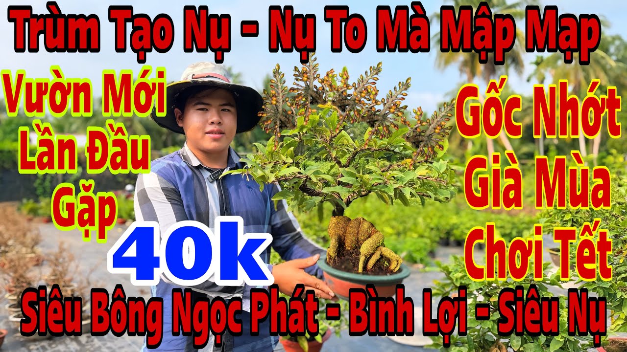21/1☎️0389650727☎️🌲Mai Vàng Chơi Tết Giá Rẻ🌲Siêu Bông Ngọc Phát-Bình Lợi-Siêu Nụ-Sài Gòn...🌲