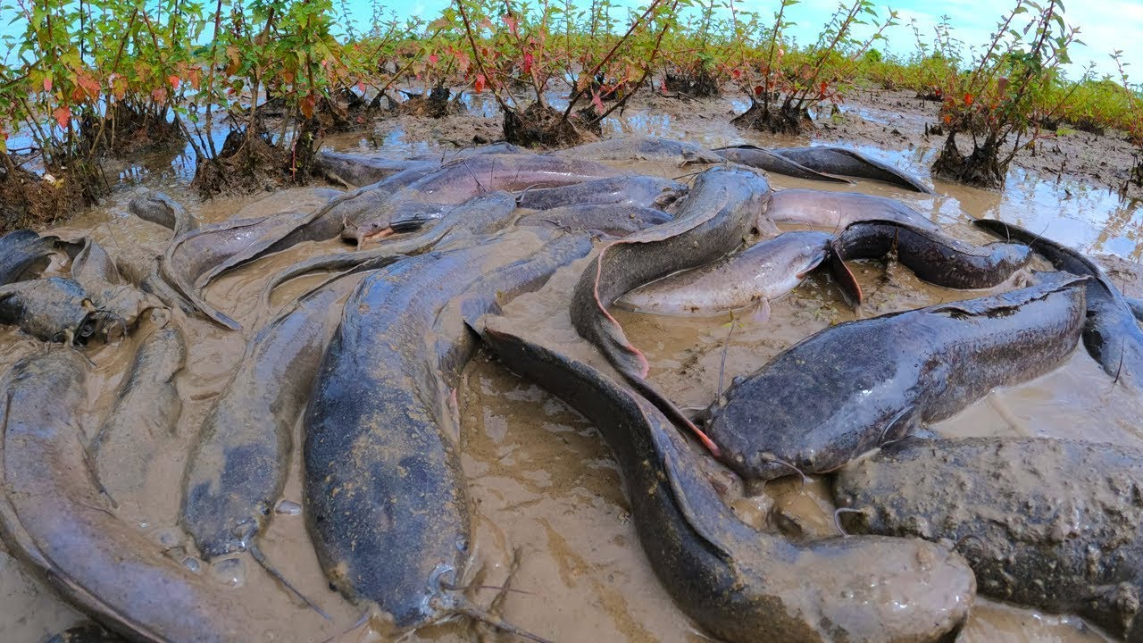 Traditional Fishing Method Catches Tons of Giant Catfish