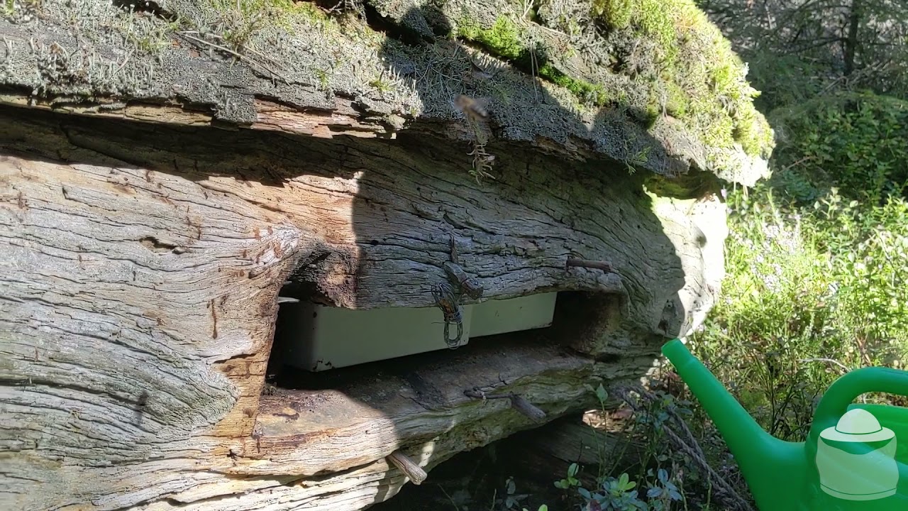 Vietinė bitė - Lietuvos tamsioji bitė (2 dalis)