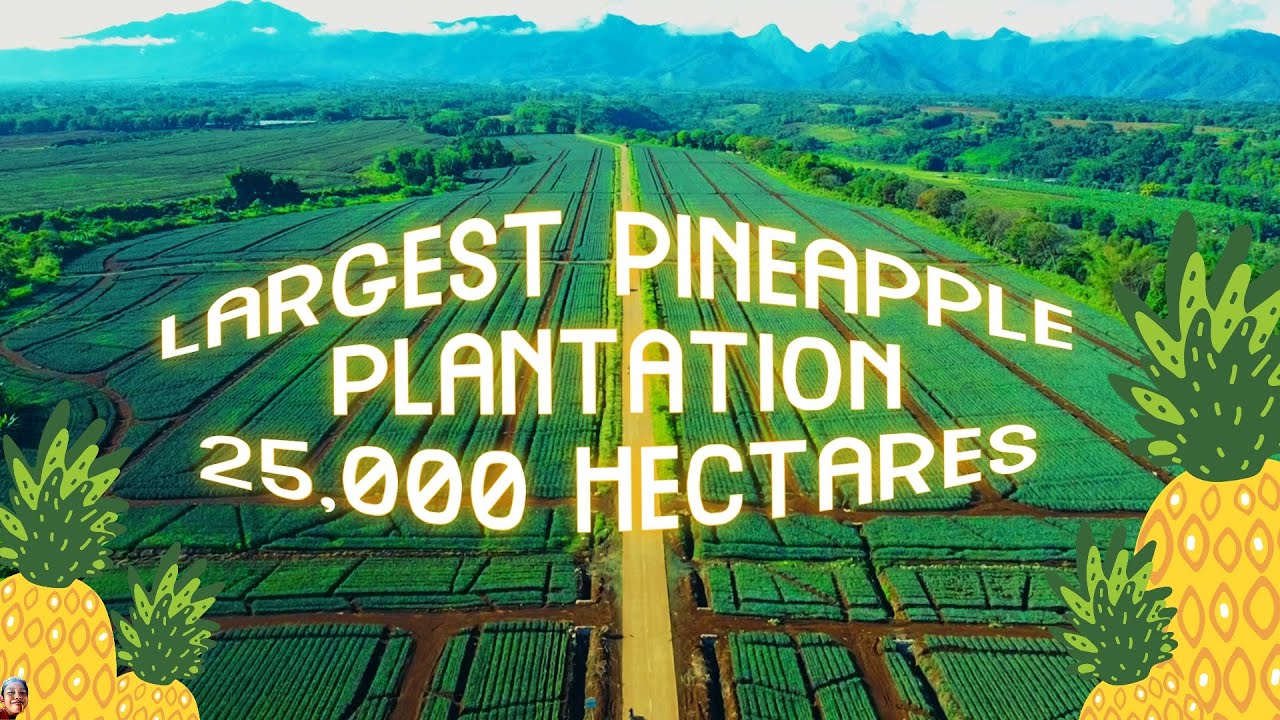 Largest Pineapple Plantation / Del Monte Plantation Philippines / Aerial Cinematic 2023