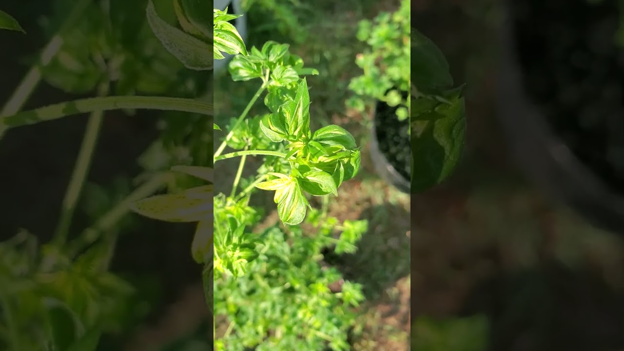 Variegated ABC Cra.zy Cro.ss #4 (Variegated Australian Bastard Cannabis)