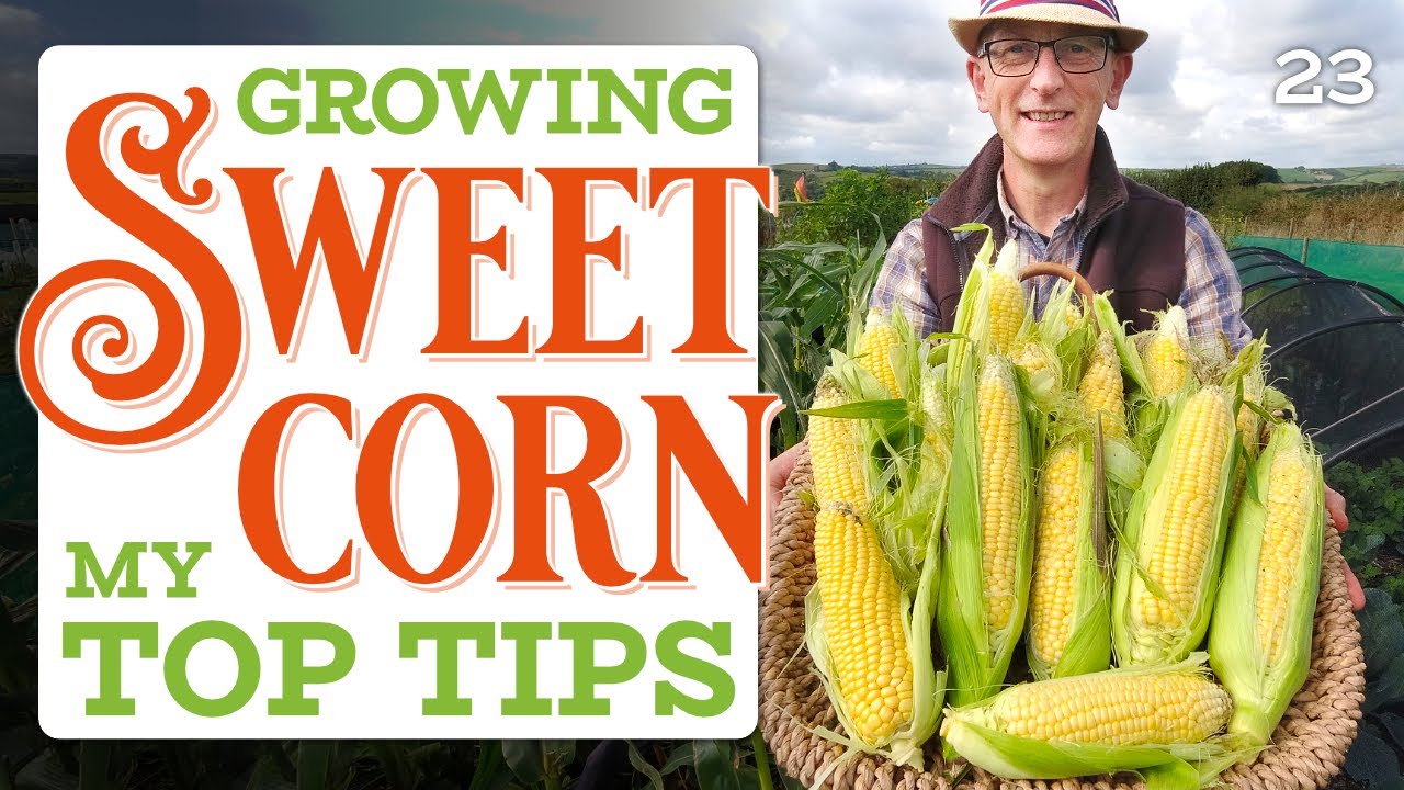 How To Plant Corn In A Small Garden (or anywhere really) – hints, tips & keeping critters OFF