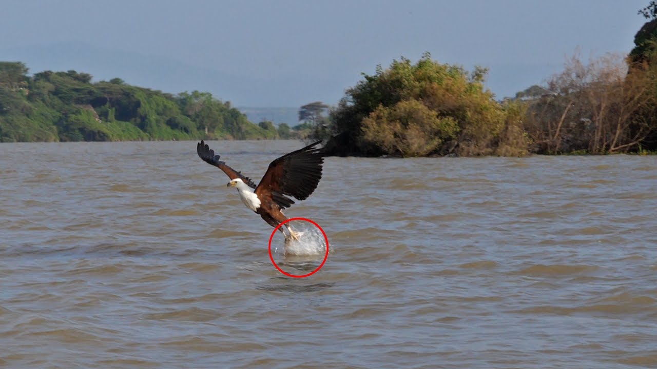 African Fish Eagle - The Majestic Bird of Prey in Africa