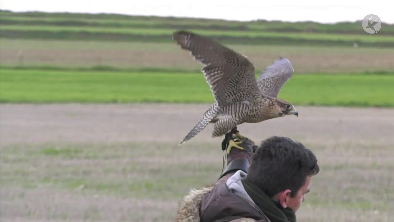 VI Campeonato altanería en Llerena | Cazadores de Lances