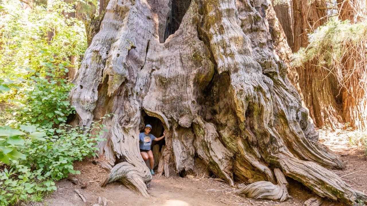 This is Where You Can Find The Biggest Tree Stump in Kings Canyon National Park!