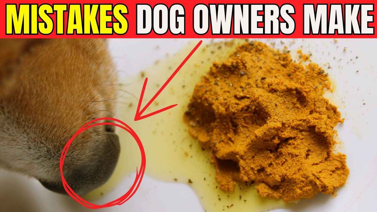 9 COMMON MISTAKES That Are SILENTLY KILLING Your Dog – And You KEEP IGNORING Them!