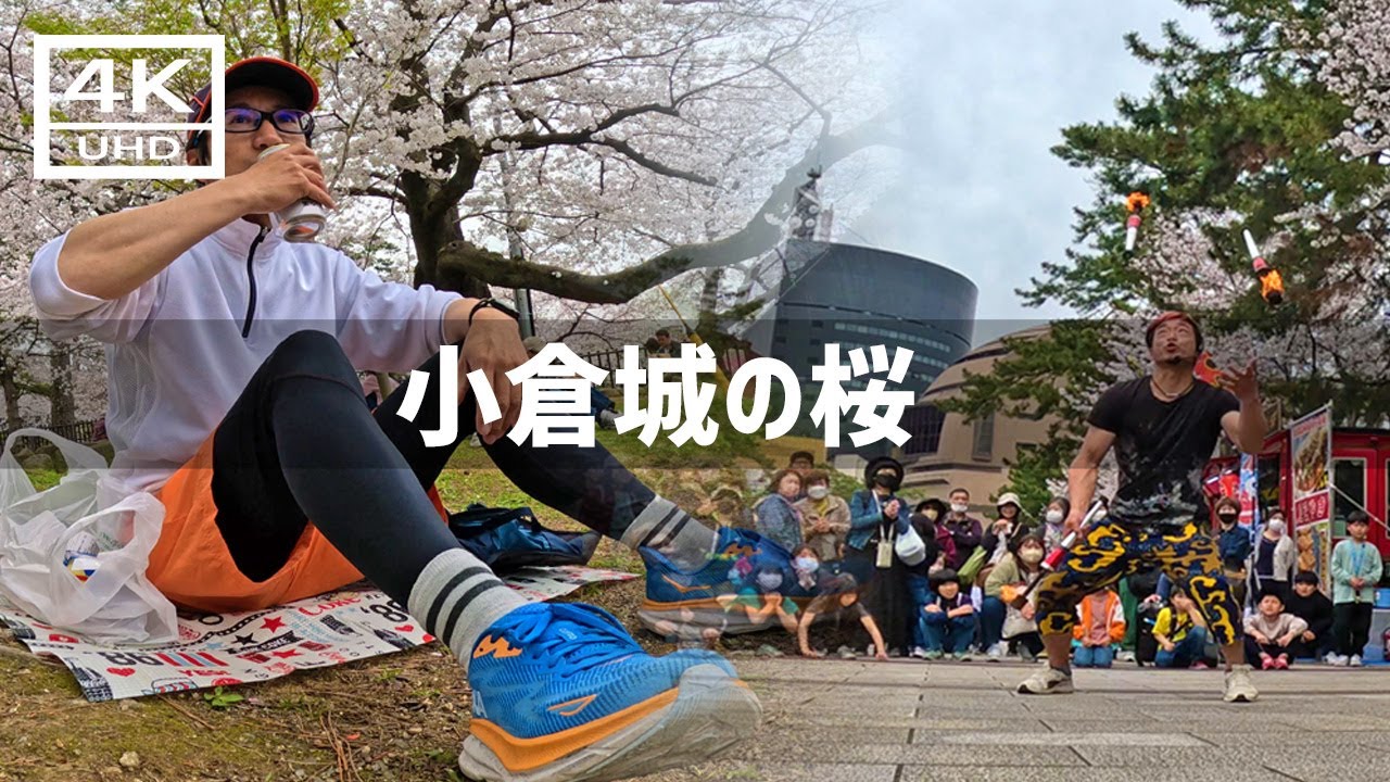 【2024年4月2日】小倉城の桜が綺麗なので一人でお花見してきた