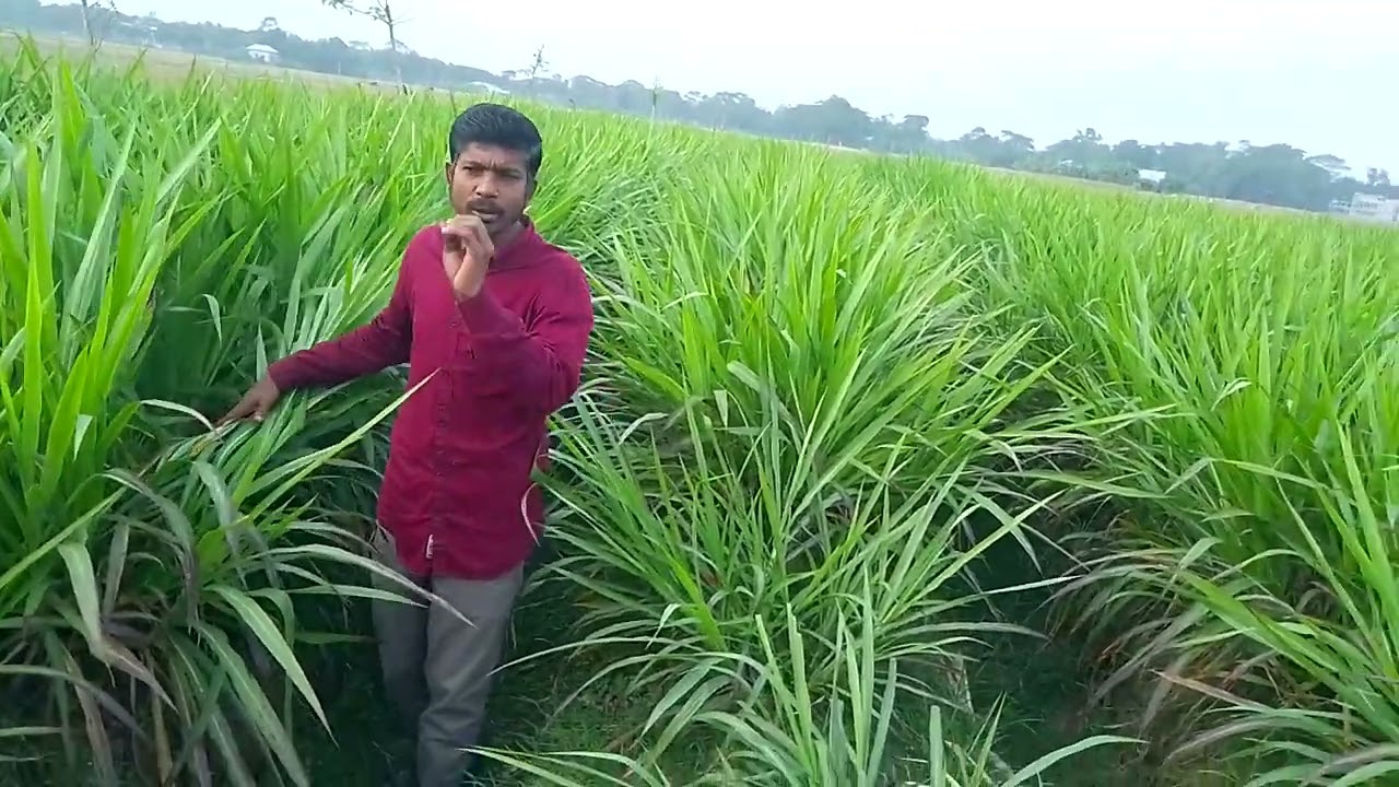 স্মার্ট নেপিয়ার ঘাস চাষ।