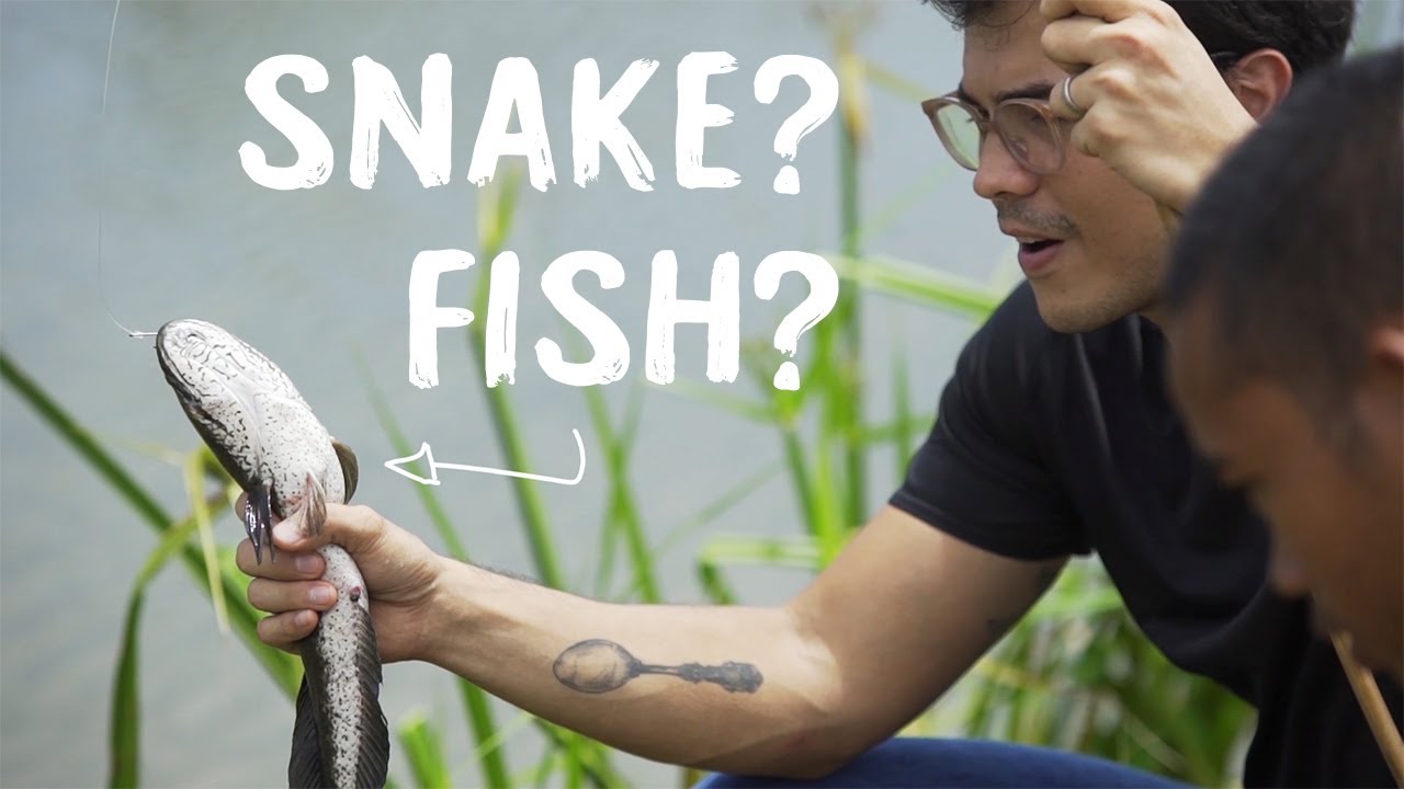 CATCH AND COOK UNUSUAL FISH IN MINDANAO Philippines