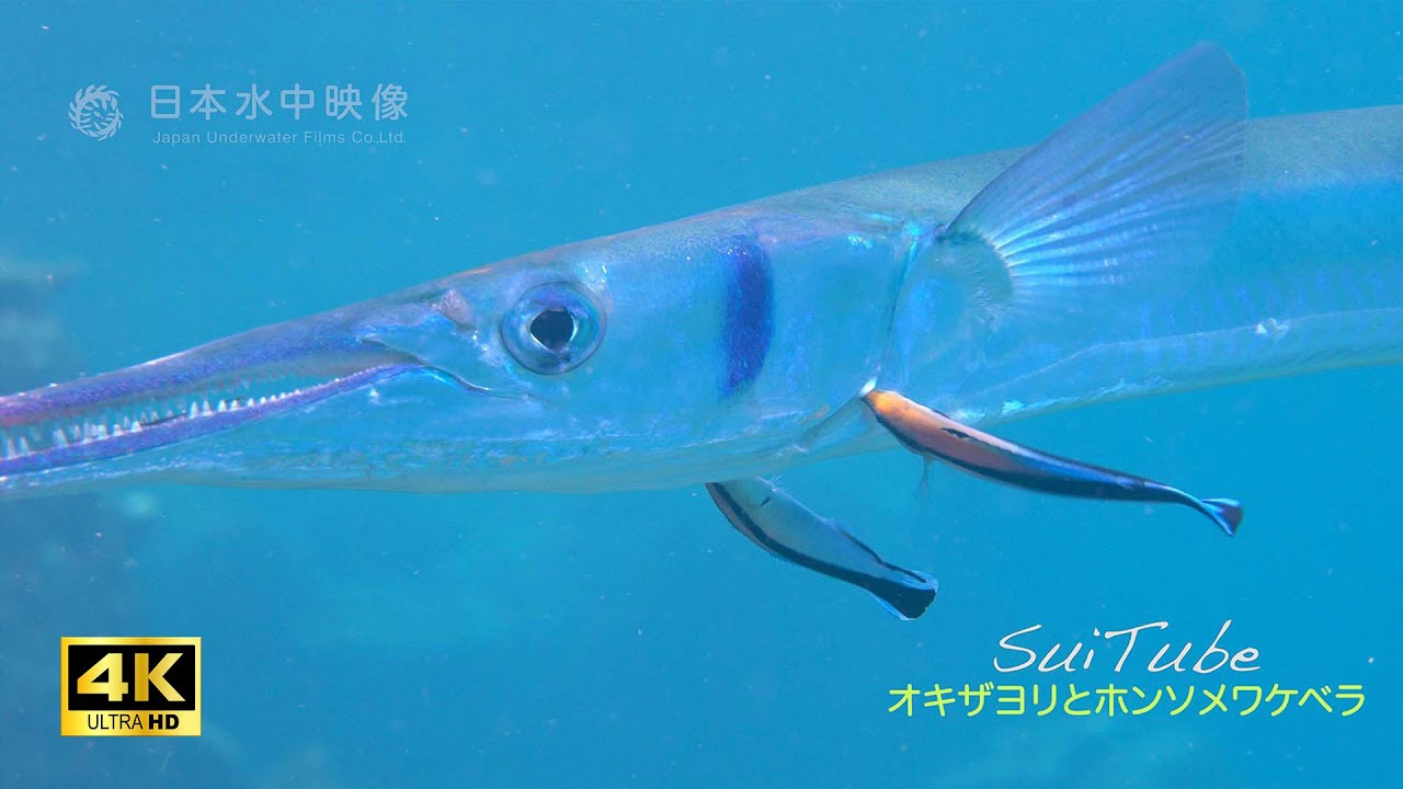 掃除魚ホンソメワケベラ オキザヨリをクリーニング【4K映像】寄生虫をとる優秀なクリーナーフィッシュ！