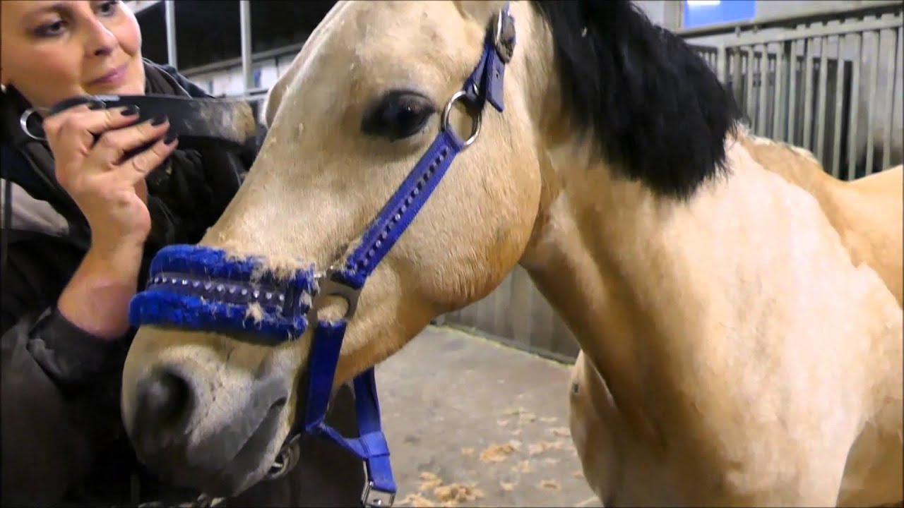Lia & Alfi - Alfi beim Friseur - Das Pony wird geschoren