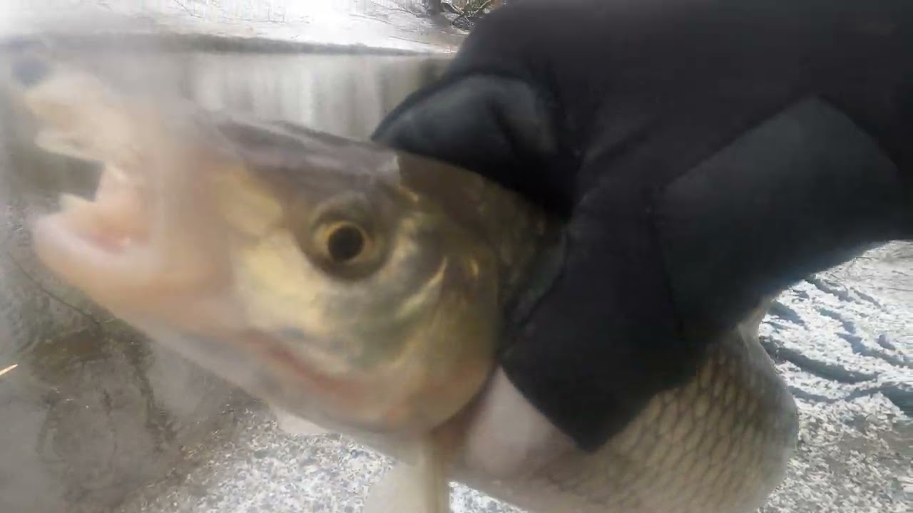 t&eacute;li   domolyk&oacute;... - ul horg&aacute;szat Kirillel 02.03