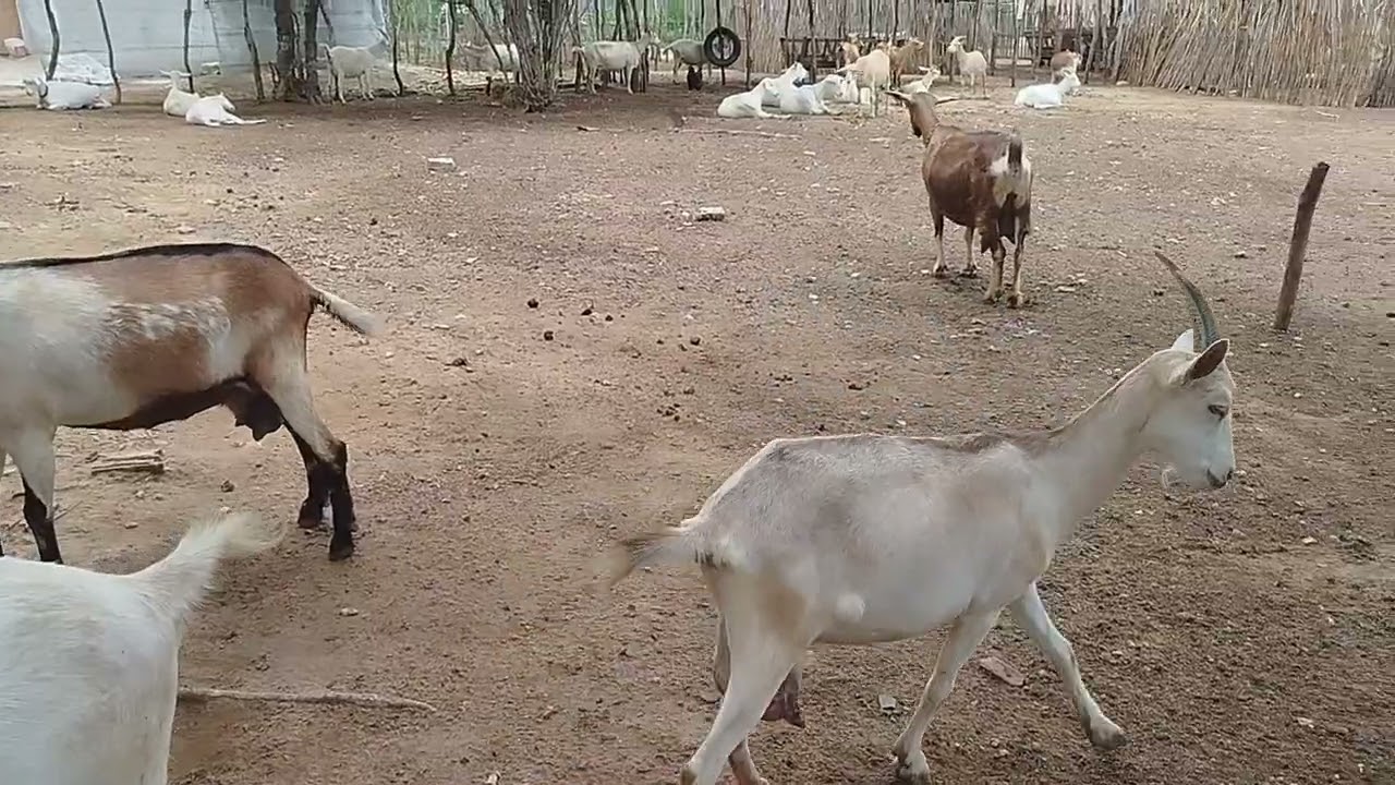 Após as chuvas + como lidar com as cabras de chifre?