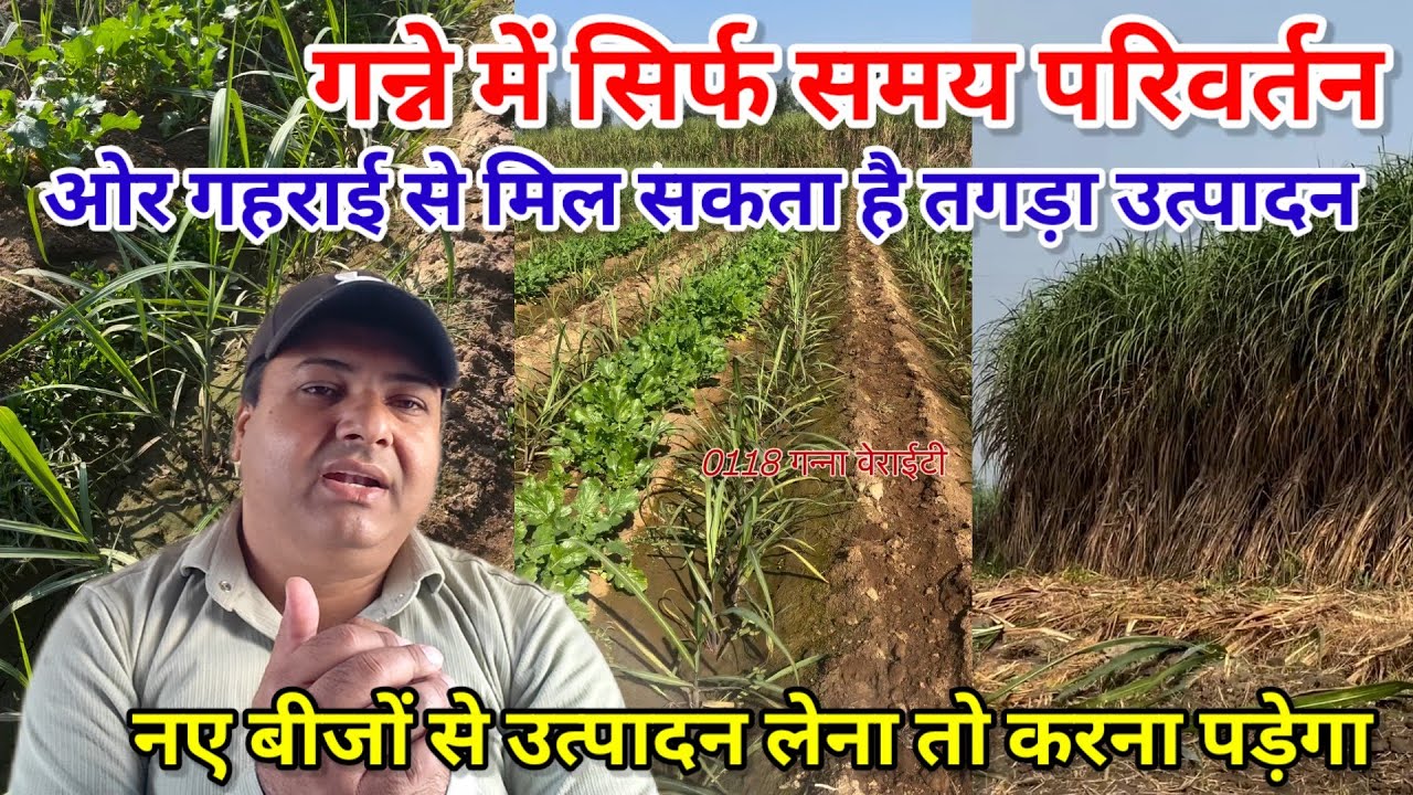 गन्ने में सिर्फ समय परिवर्तन और ओर गहराई से मिल सकता है जबरदस्त उत्पादन। Single line trench india।