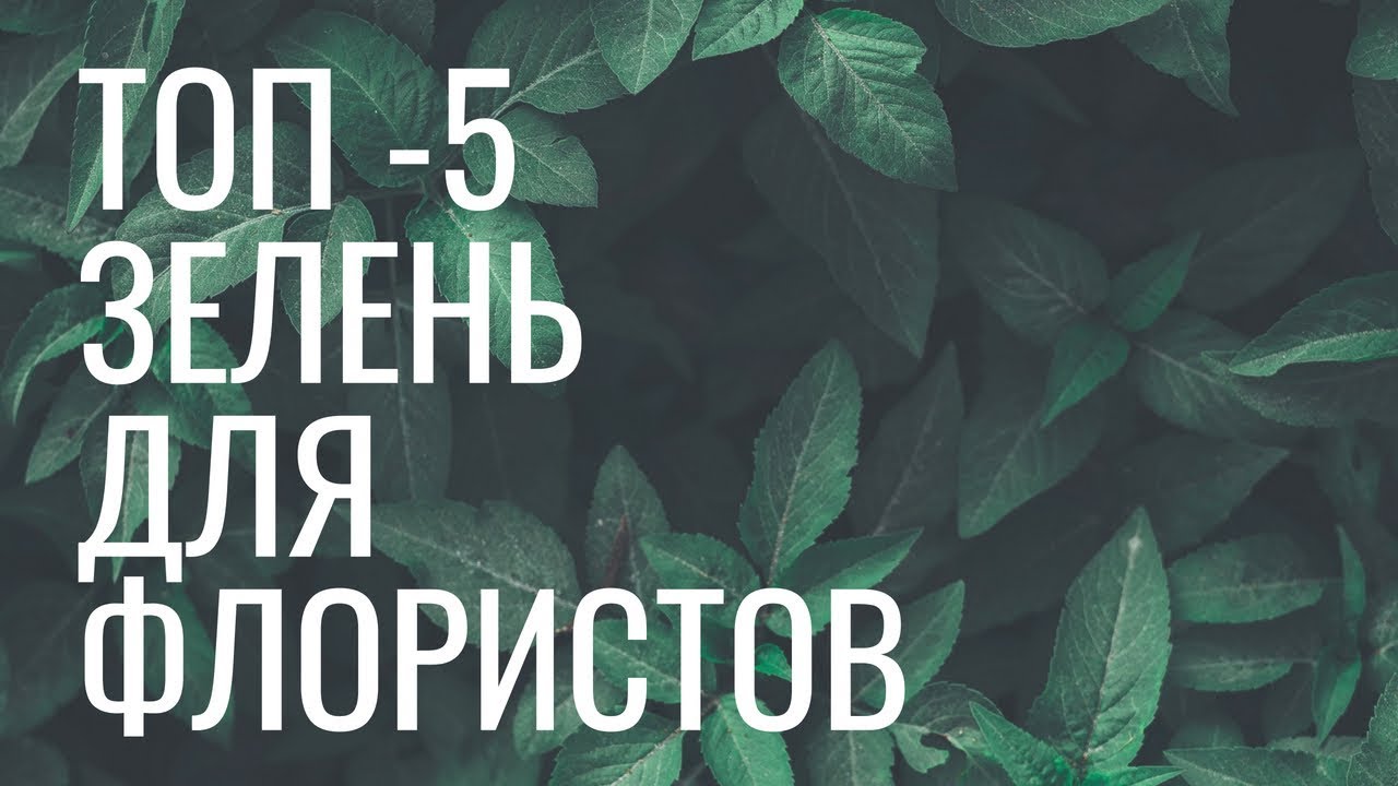 ТОП 5 зелени для флористов // школа флористики online