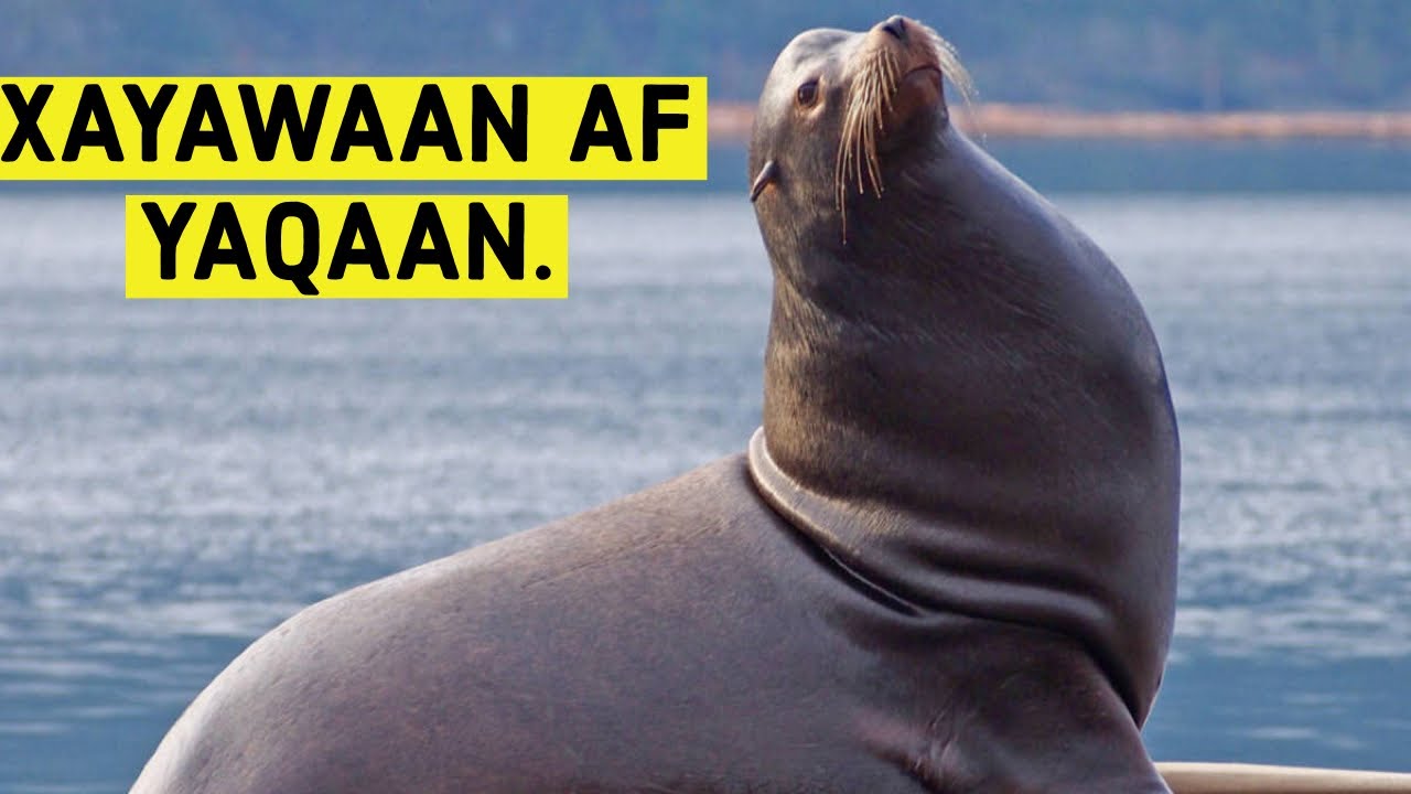 XAYAWAANADA BADDA. Libaaxa bada oo la tababaray.