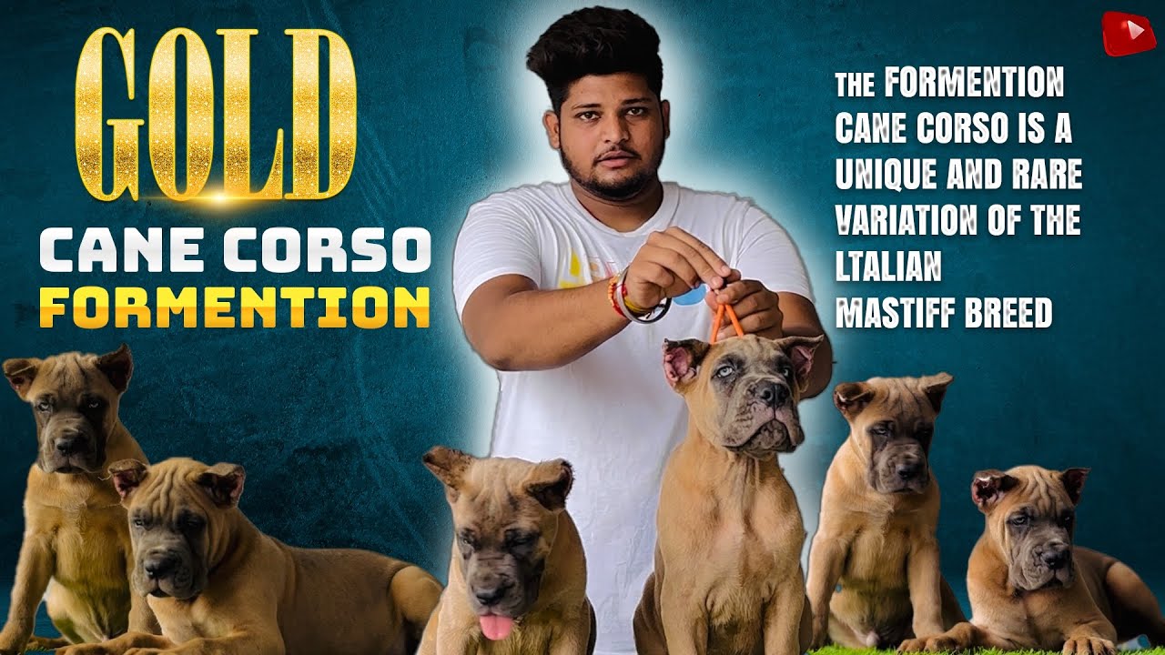 Gold ! Cane Corso Dog In India 🇮🇳 | Formention Colour | Everthing About Cane Corso Puppies in India,