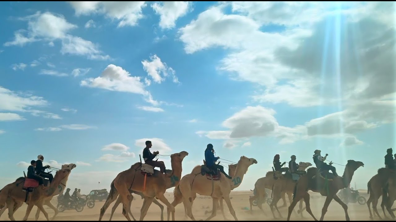Camel Marathon in Douz, Tunisia