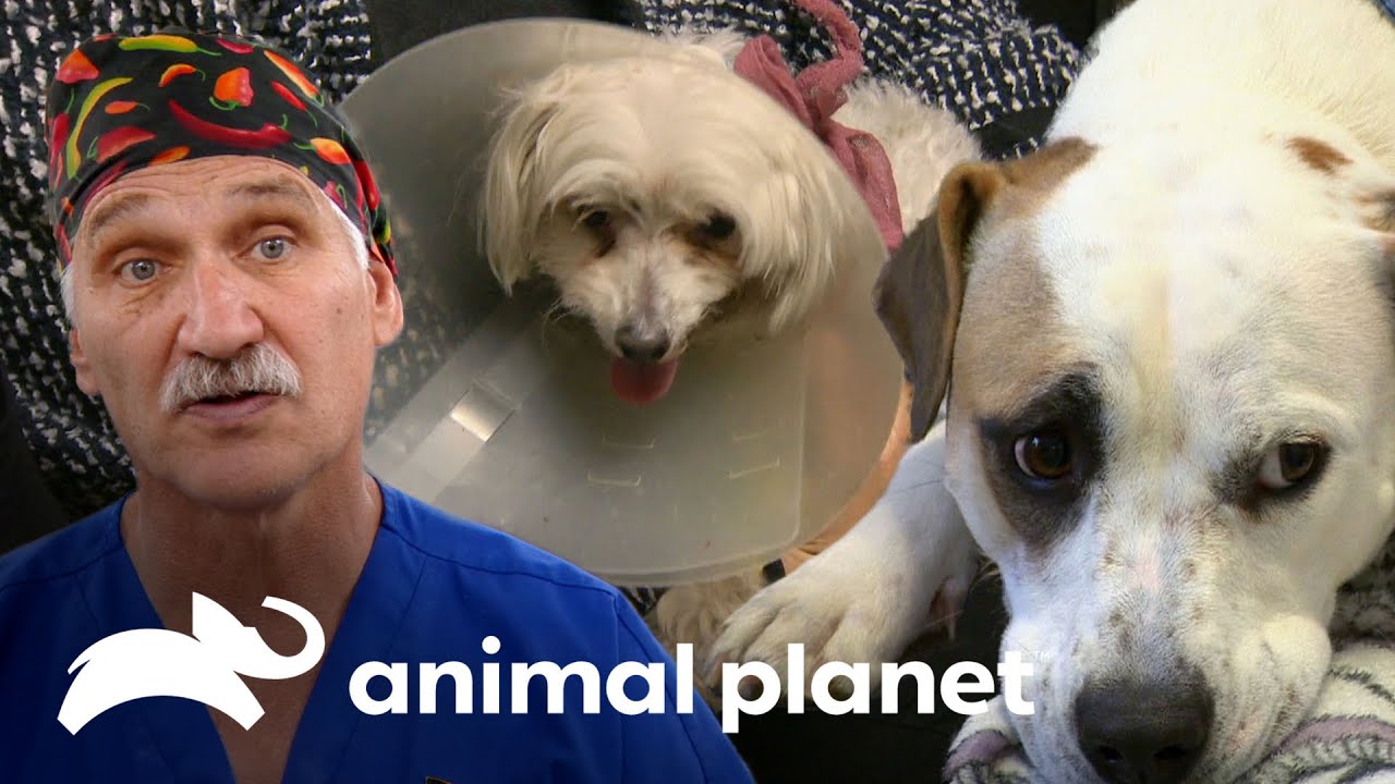 Doutor Jeff cura cães que são os xodós da família | Veterinário das Montanhas | Animal Planet Brasil