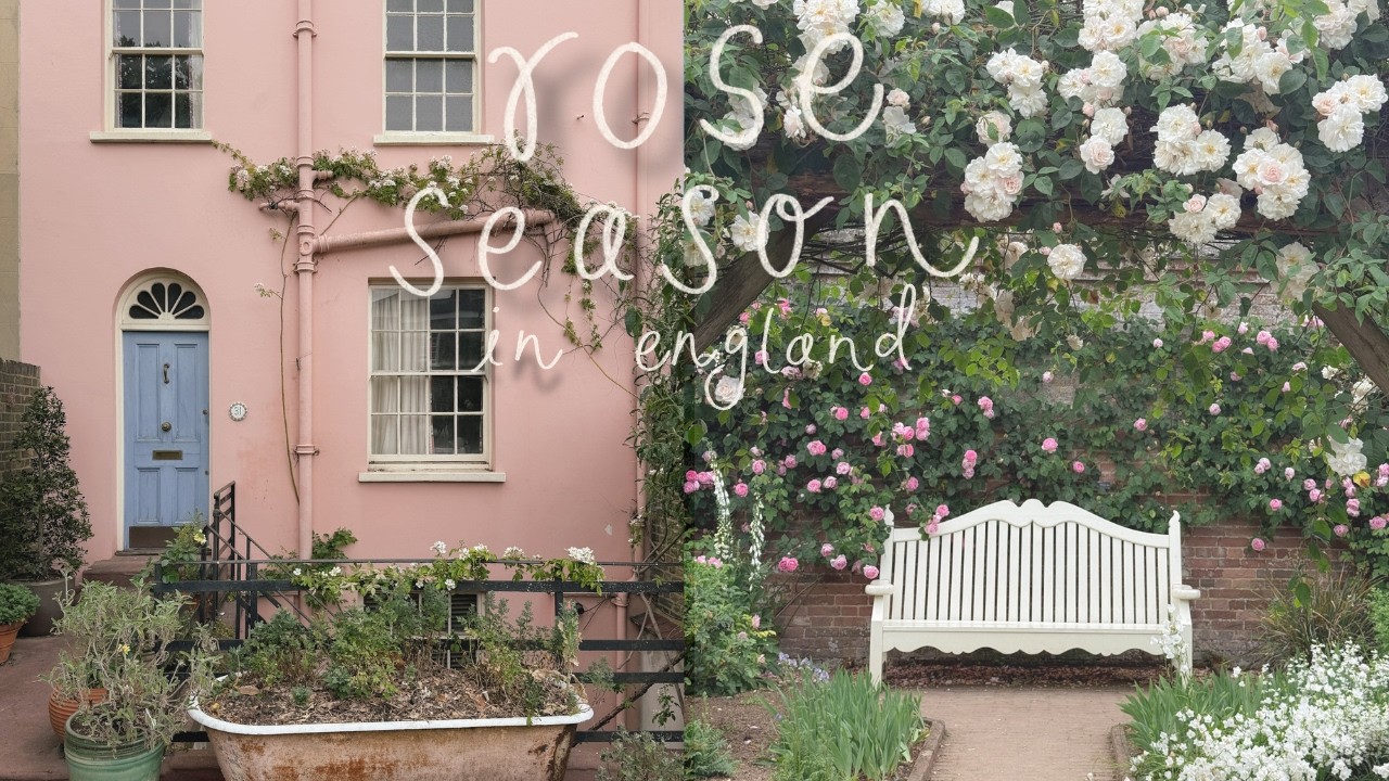 Wandering Hampstead in rose season | Visiting Mottisfont gardens