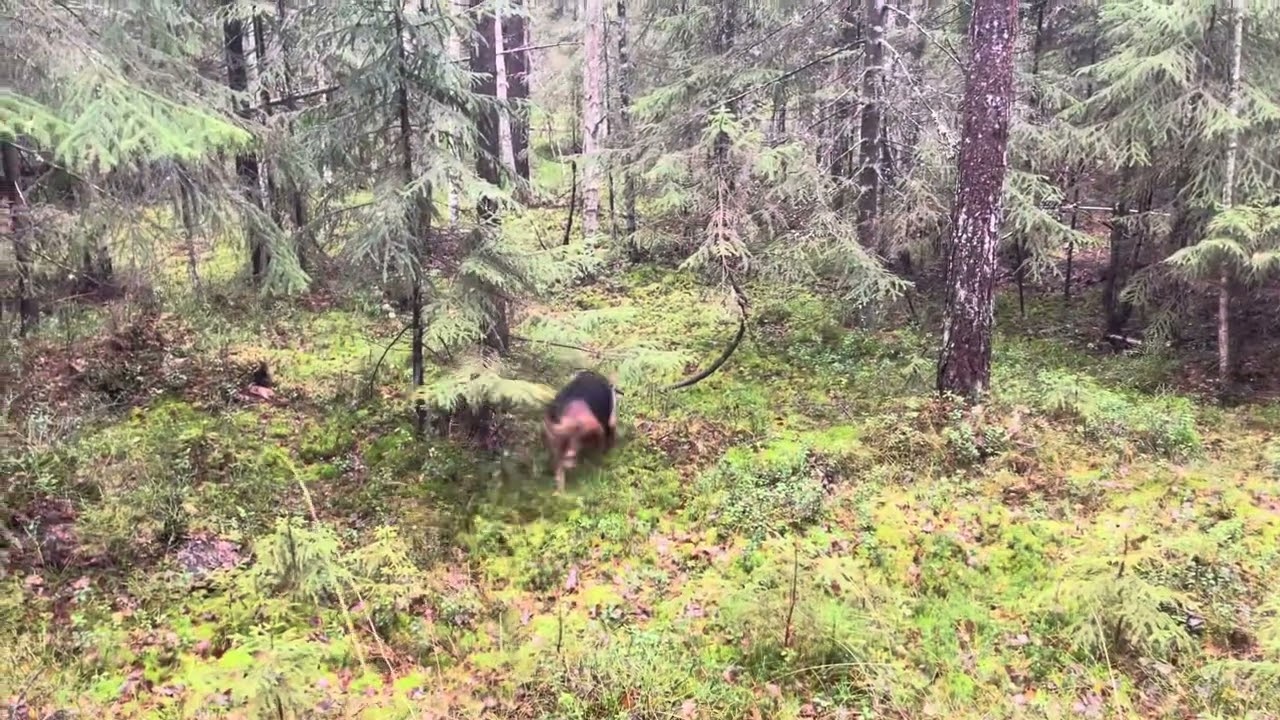 Hare som trivs bäst under mark!