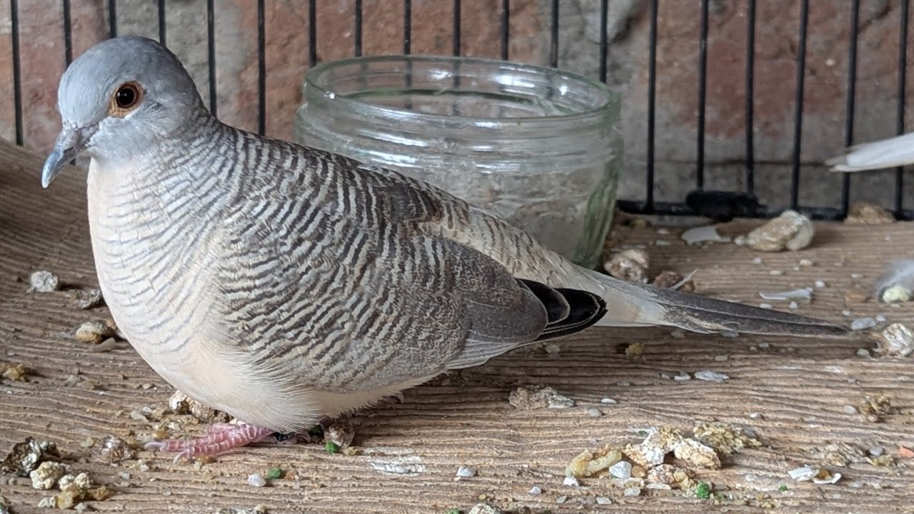 ZEBRA DOVE UPDATES (FOSTERED one chick Under Ring Neck Dove) 