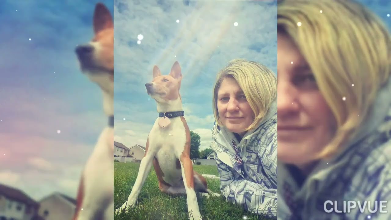 Szczenięta w nowych domkach Miot M,S,S,F,K JRT & Basenji Zakira FCI