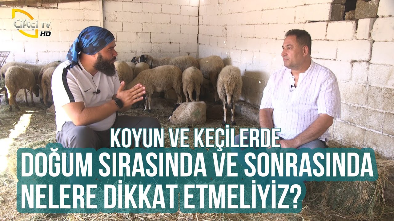 KOYUN ve KEÇİLERDE Her Yönüyle Doğum (Tüm Detaylar Bu Bölümde!) - Koyuncu #koyun #küçükbaş #keçi