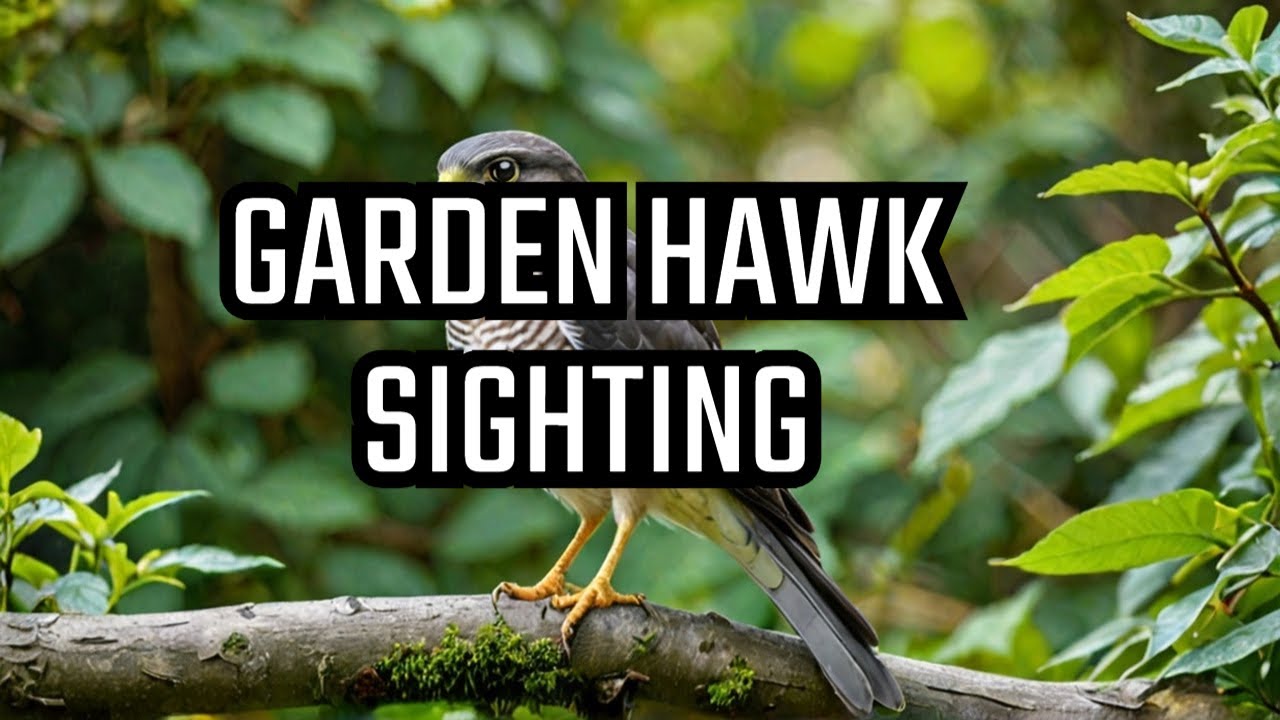 Sparrowhawk looking for prey in the garden #hawk #birdofprey #Sparrowhawk