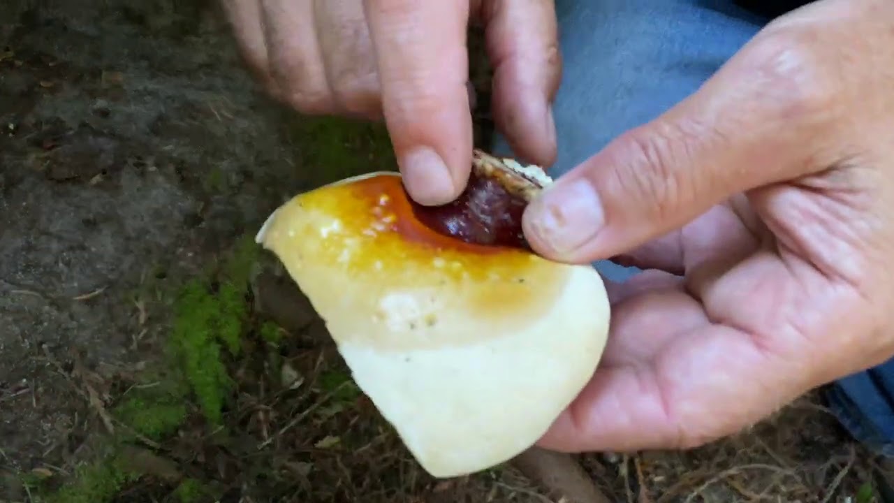 Собирательство и приготовление Ganoderma oregonense с Полом Стэметсом