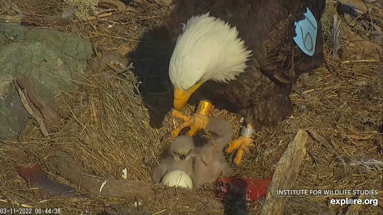 ОРЛАНИ БІЛОГОЛОВІ РИБА НА СНІДАНОК ДВОМ ПТАШЕНЯТАМ  ГНІЗДО WEST END CATALINA.USA 11-3-22