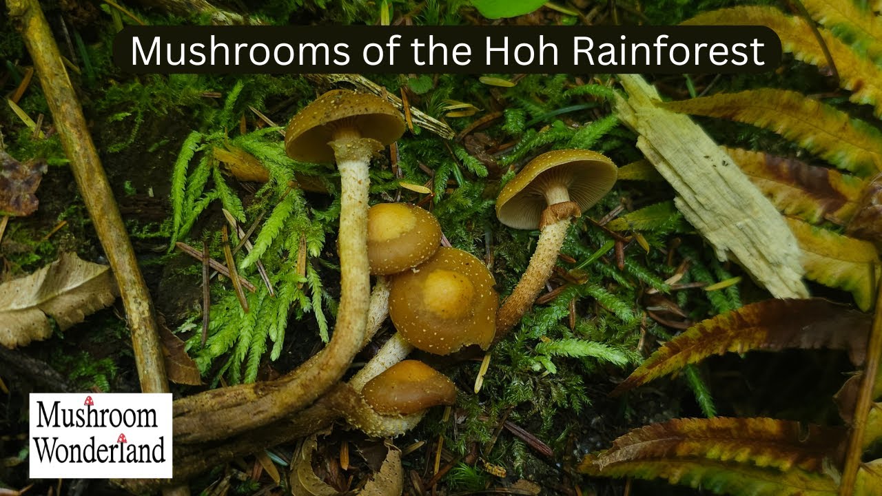 Mushrooms in the Hoh Rainforest