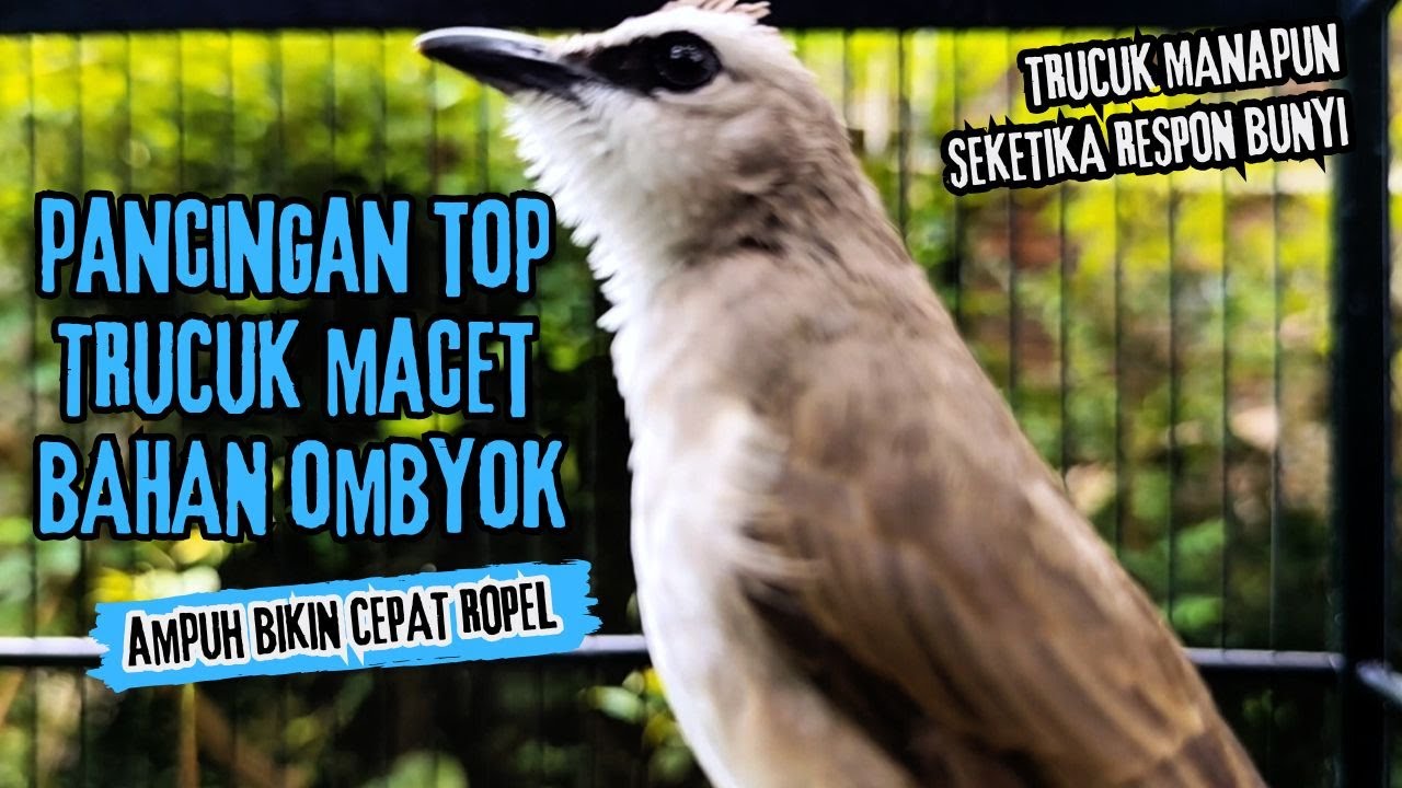 Trucukan Gacor ROPEL PANJANG Saat Subuh COCOK untuk Pancingan Trucuk BAHAN dan MASTERAN TRUCUK Paud