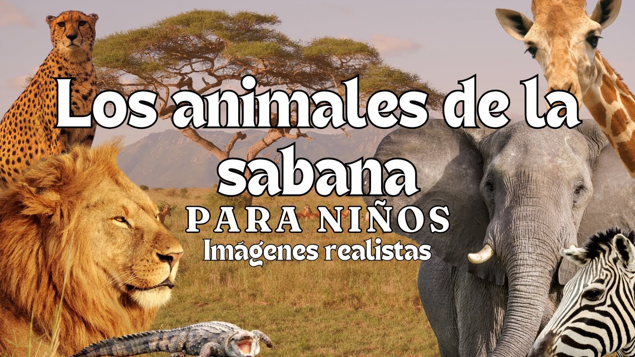 Los Animales de la Sabana - Videos Educativos - Montessori Momers