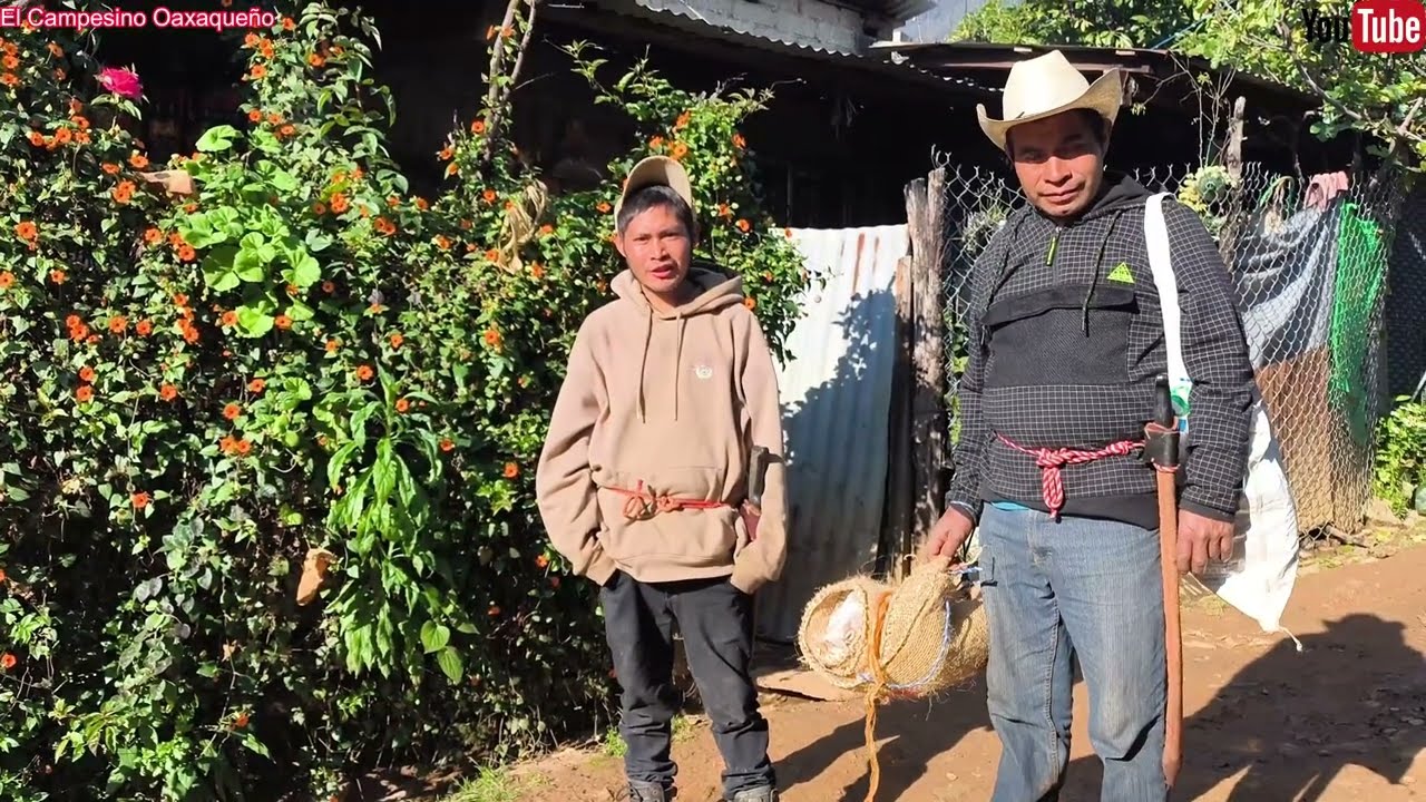 ✅️😃 Con nuestros animales de carga fuimos a levantar la cosecha de mazorca en el campo 🌽 